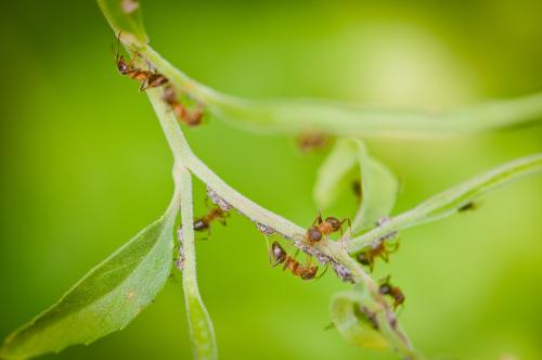 Lasius emarginatus